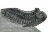 Detailed Hollardops Trilobite Fossil - Ofaten, Morocco #310575-1